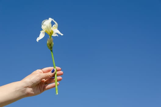 white nice iris flower in woman hand on blue sky background
