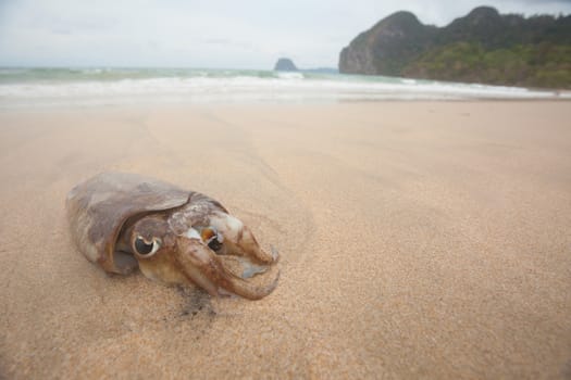 A small squid on the beach in Thailand