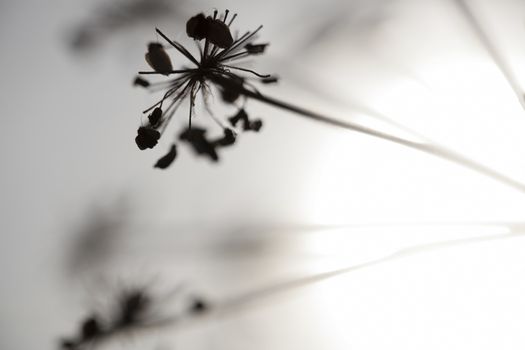 Artistic silhouette of flowers against the sun - shallow DOF