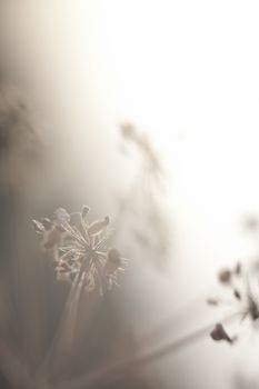 Artistic silhouette of flowers against the sun - shallow DOF