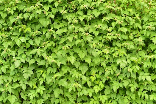 Wall of green branches raspberry. Natural background