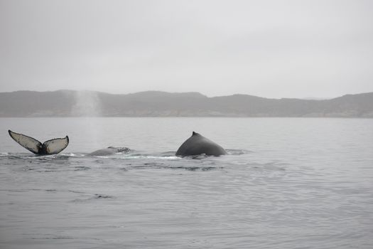 Humpback whales, Megaptera novaeangliae, in the ocean around Greenland as seen from above the water surface