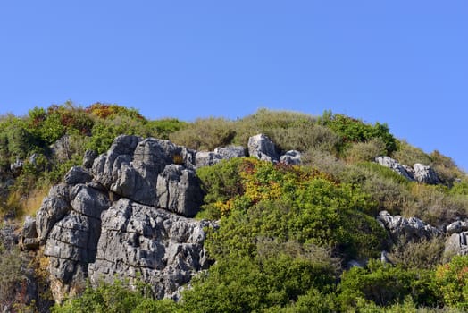 Mountain with trees against the blue sky