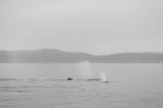 Humpback whales, Megaptera novaeangliae, in the ocean around Greenland as seen from above the water surface