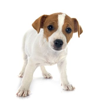 portrait of a purebred puppy jack russel terrier in studio