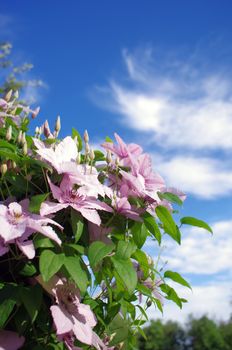 Close up of beautiful single white clematis flower 