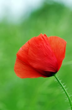 Red poppies blooming in the wild meadow 