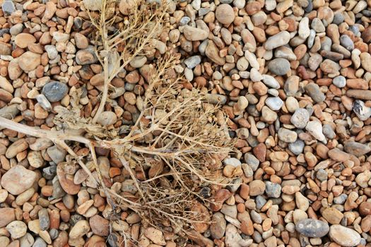 Dried branch of sea kale seed pods lying on a shingle beach