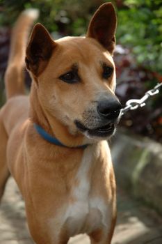 cute brown dog with chain on its neck