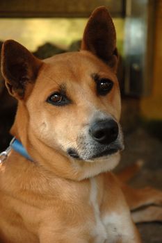 cute brown dog with chain on its neck