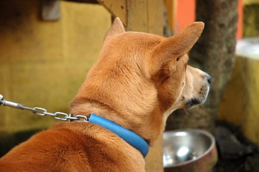 cute brown dog with chain on its neck