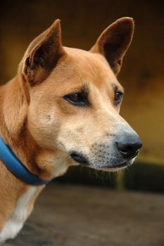 cute brown dog with chain on its neck