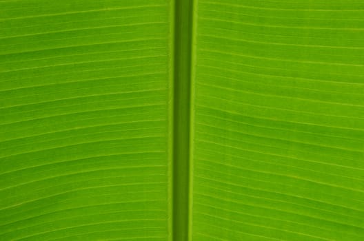 Banana leaf with rim lighting showing fine texture