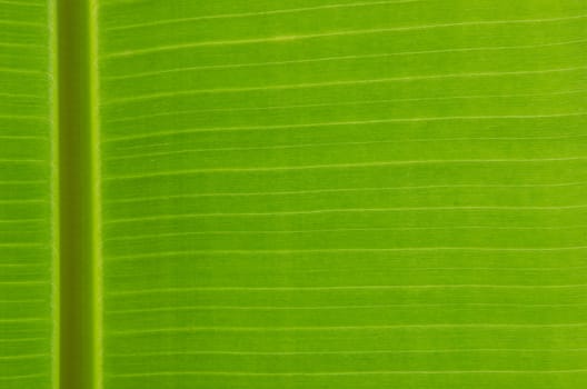 Banana leaf with rim lighting showing fine texture