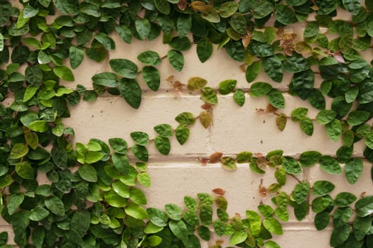 Wall background with fresh plant