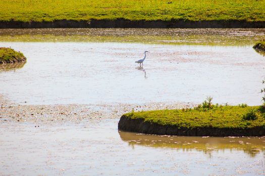 View of the Great egret in the Soca River Mouth - Italy
