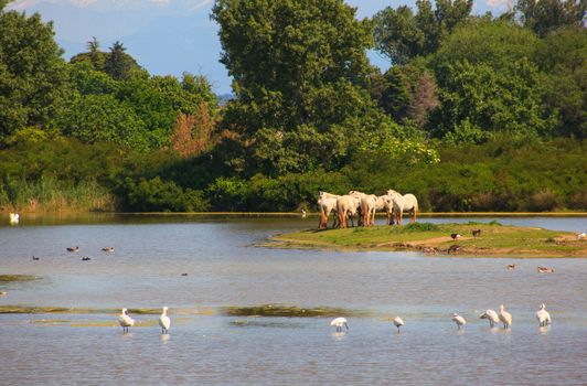 Herd of wild Camargue horses, Soca River Mouth - Italy