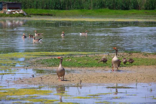 View of the Gray geese in the Soca River Mouth - Italy