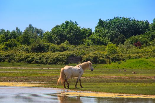 View of wild Camargue Horse, Soca River Mouth - Italy