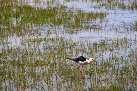 View of the black-winged stilt in the Soca River Mouth - Italy