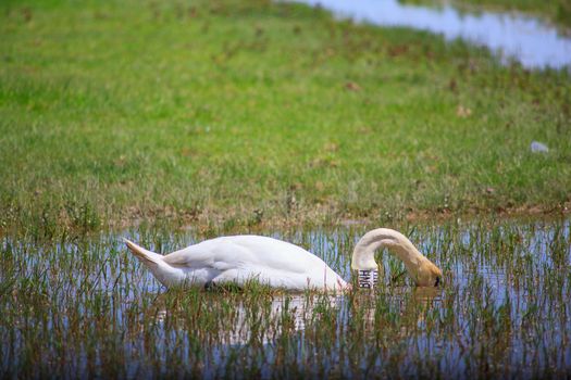 View of the swan in the Soca River Mouth - Italy