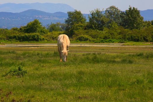 View of white camargue horse, Soca mouth river