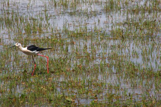View of the black-winged stilt in the Soca River Mouth - Italy