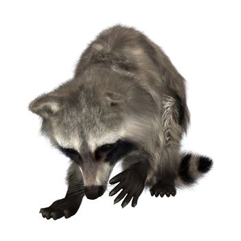 3D digital render of an amazing animal raccoon isolated on white background