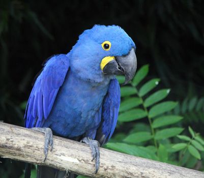 Hyacinth macaw, anodorhynchus hyacinthinus, standing on a branch