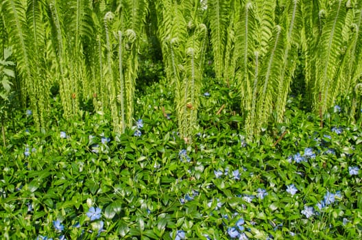 many small bluish rambling flowers growing along the garden green fern