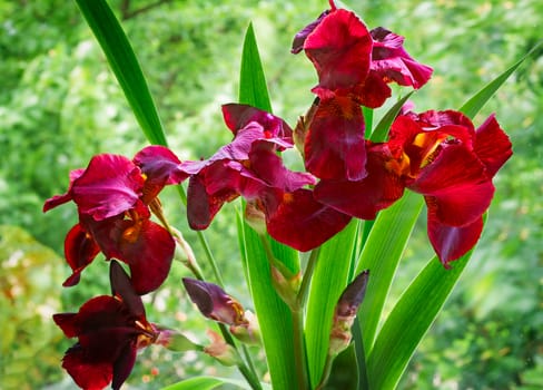 Bouquet of beautiful purple irises against a green garden.