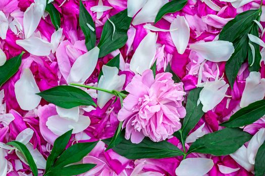 Large number of gentle white and bright pink petals of a peony, leaves and peony flowers. Background image