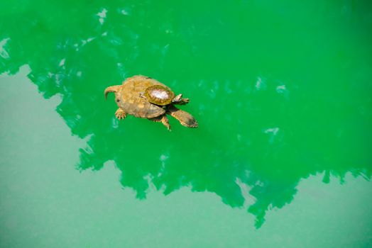 A Baby turtle ride on a mother 's back in green sea water