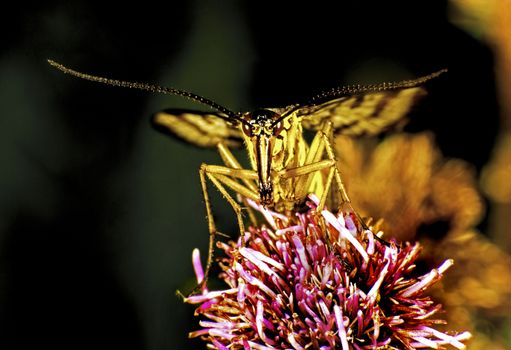 Grasshopper on a flower