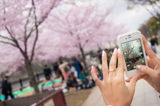 Woman Hand Take A Photo Of Sakura, Among Japanese Parties.