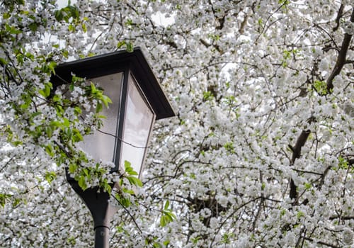 European Scene Of A Vintage Streetlamp Against White Spring Blossom