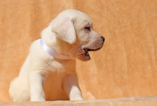 yellow labrador puppy sitting on yellow background close up