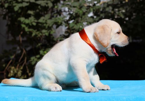 happy yellow labrador puppy sitting on blue background