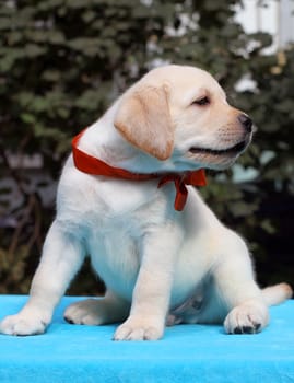 happy yellow labrador puppy sitting on blue background close