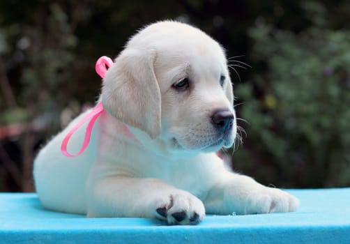 happy yellow labrador puppy sitting on blue