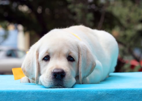 happy yellow labrador puppy laying on blue