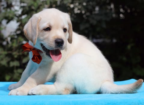 little happy yellow labrador puppy laying on blue