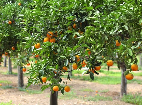 Orange trees with fruits growing in orchard