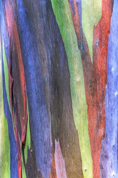 Colorful abstract pattern of Eucalyptus tree bark 
