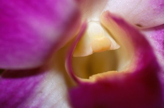 Purple Orchid 021. A purple orchid in close up.