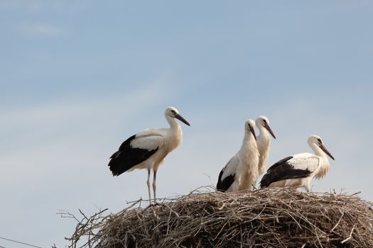 The white stork young baby birds costs in a big nest from rods