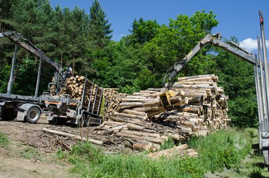 workers men load trailers trucks with special claw crane equipment. Heavy loader doing forestry work near forest.