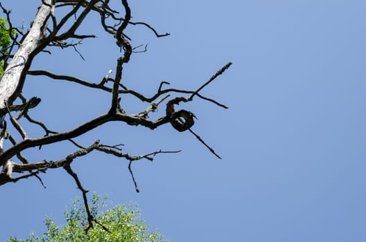 dry coiled old diseased tree branches on blue sky background