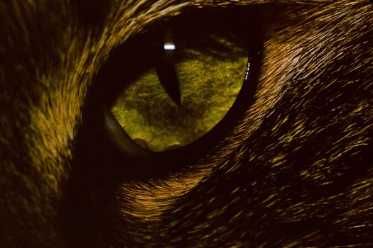 Cat Eye 013. Close up of a green cat eye.