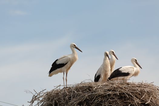 The white stork young baby birds costs in a big nest from rods